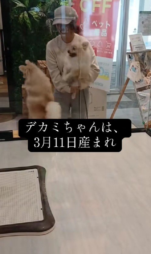 ペットショップで出会ったポメラニアン