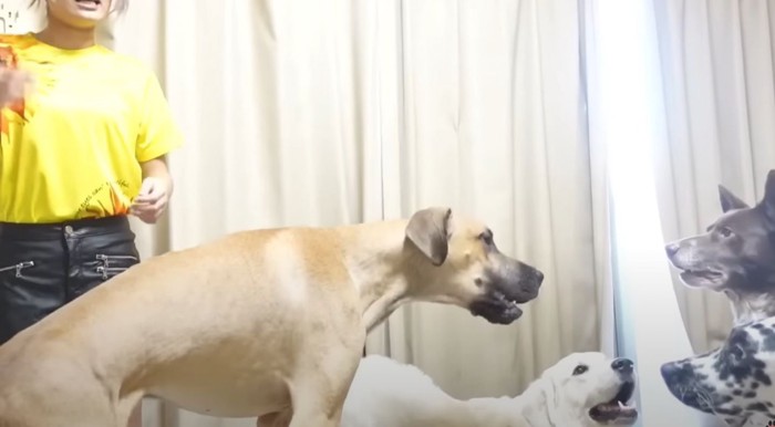 他の犬を阻止するデン