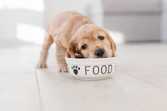 ボウルのフードを食べる子犬