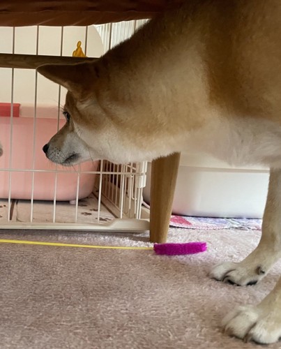 赤ちゃん猫が気になる小春さん