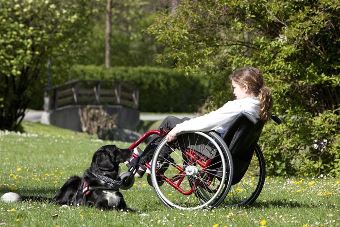 車いすの女の子と介助犬