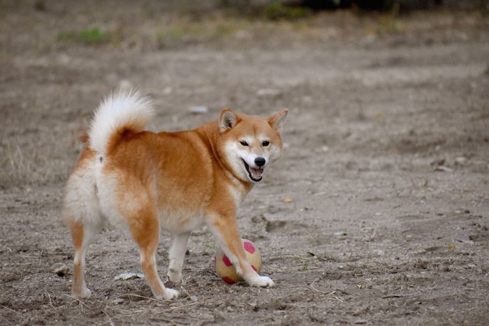 笑顔で振り向く柴犬