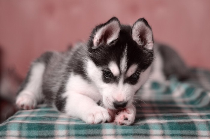 肉球を舐めるハスキーの子犬