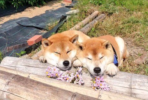 可愛すぎる