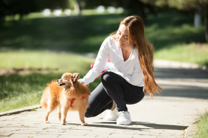 昼間に散歩する犬と女性