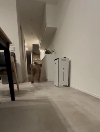 ボールを取りに行く犬