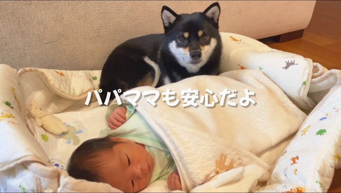 赤ちゃんのそばに横たわりながら、飼い主を見つめる犬