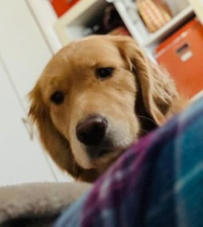 飼い主さんを心配する愛犬たち4