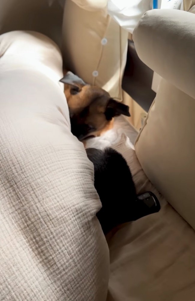 布団で添い寝する犬