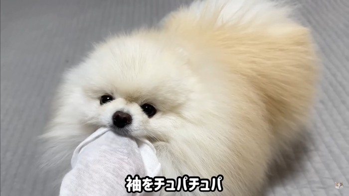 飼い主さんとポテチくん＆レモンさんの再会8