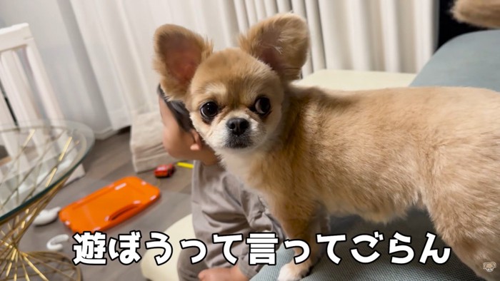 男の子はテレビに夢中