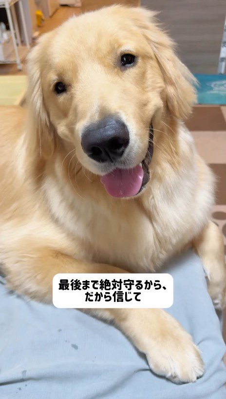 笑顔でカメラを見つめる犬