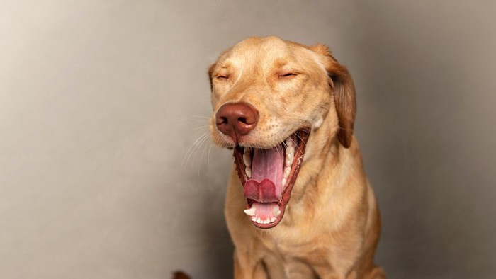 目を閉じてあくびをする犬