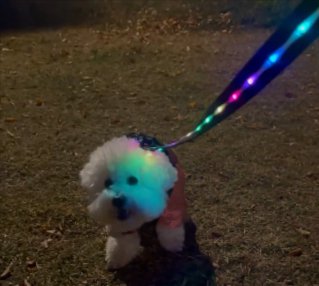 …みょんみょん…