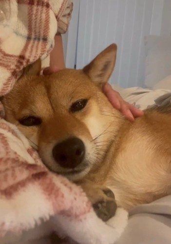 撫でられて眠そうな犬