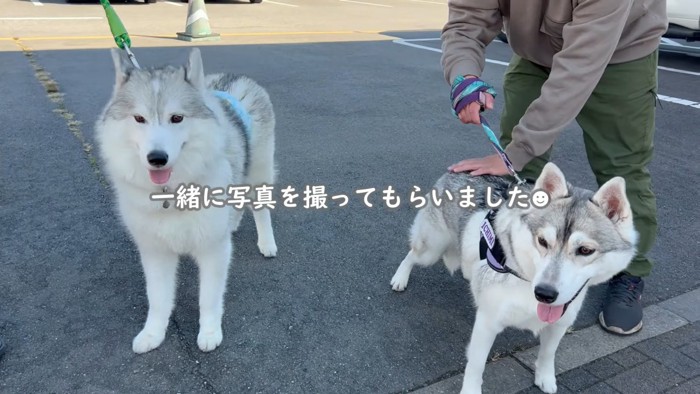 ハスキー仲間と遭遇し喜ぶいちみちゃん