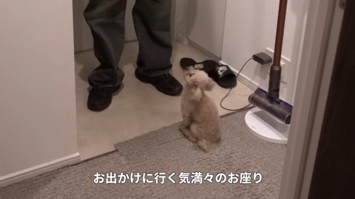 トイプードルのモコちゃん