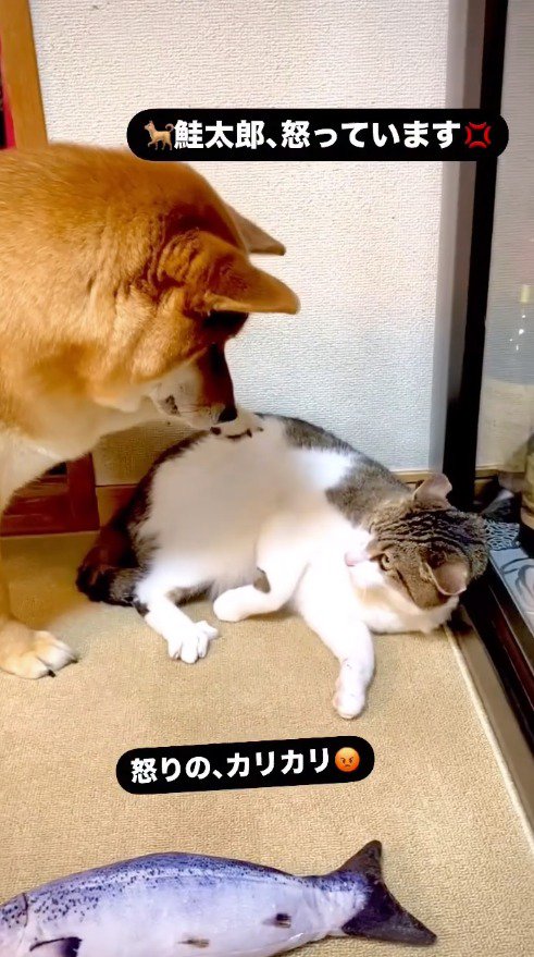 寝転がるキジ白猫と、猫を上から見つめる犬