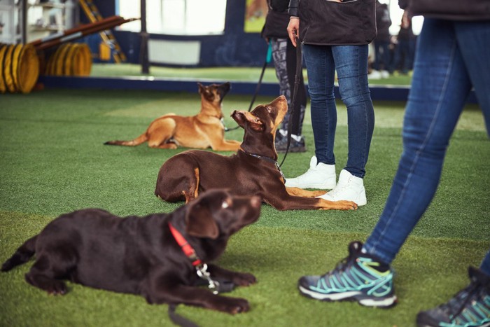 家庭犬のトレーニング風景
