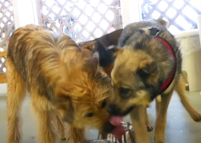 水を飲む犬達