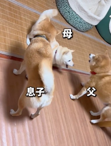 夫婦喧嘩する柴犬