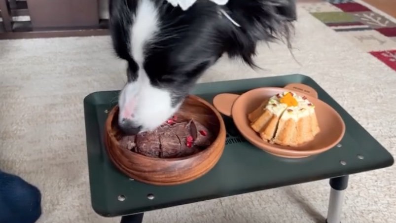 お祝いケーキを食べる犬