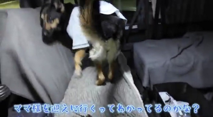 座席の上を歩く犬
