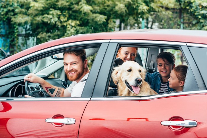 家族と一緒に車に乗ってお出かけをする犬