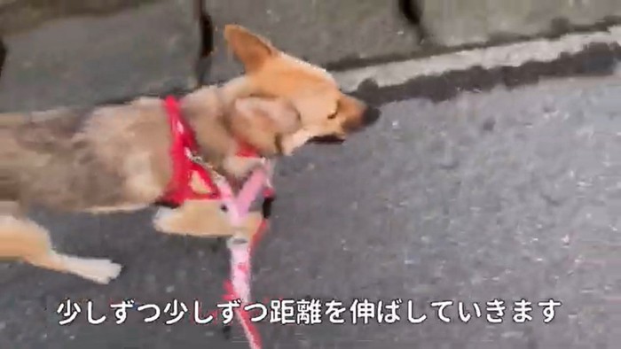 愛子ちゃんが家庭犬になるまで9