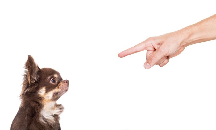 指をさされている犬の写真