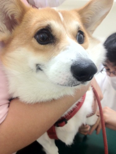 初めてのワクチン接種