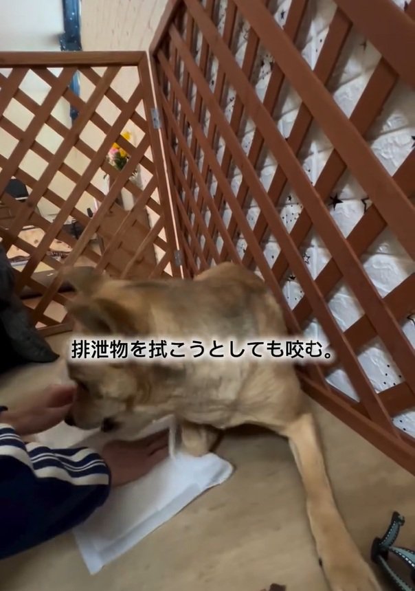 噛みつこうとするあい君2