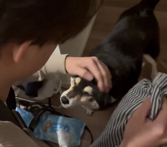 頭を撫でられる犬