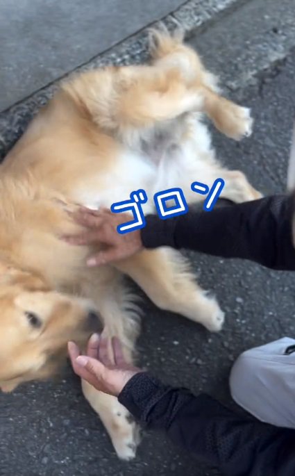 ひっくり返るゆずくん