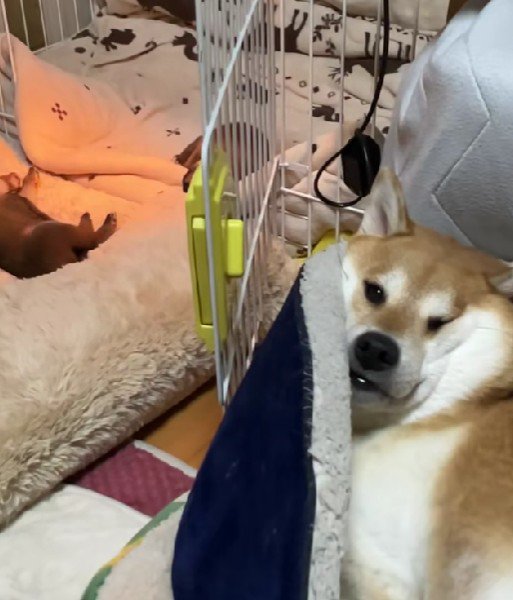 お疲れ気味の母犬！！