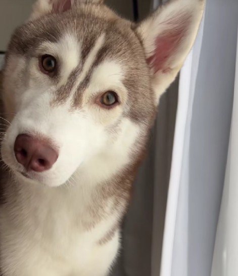 首をかしげて不思議そう