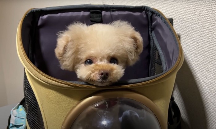 リュックに入った犬のアップ