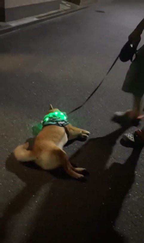 カンくんのお散歩拒否3