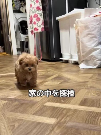 部屋の中を散策