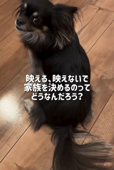 振り返る黒い小型犬