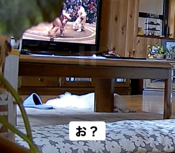 テレビの前で眠る犬
