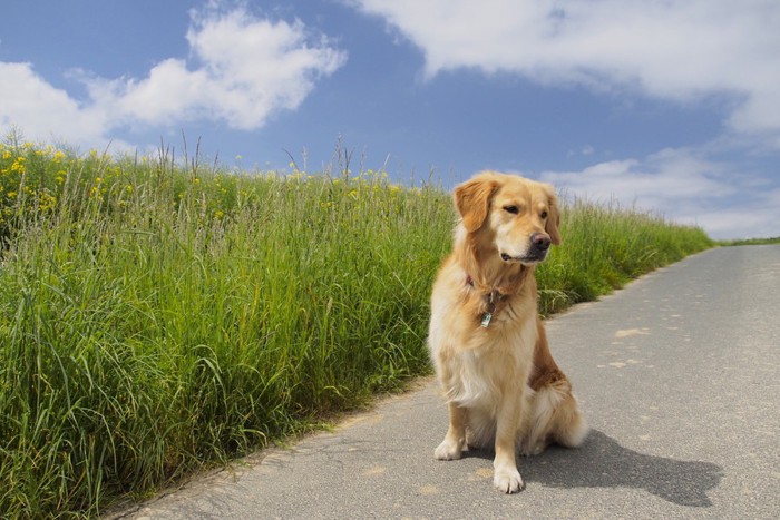 目をそらす犬