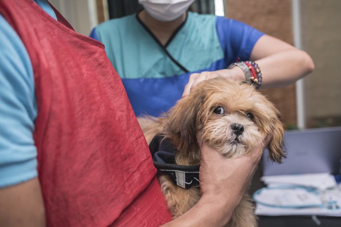 Lhasa apso at grooming salon