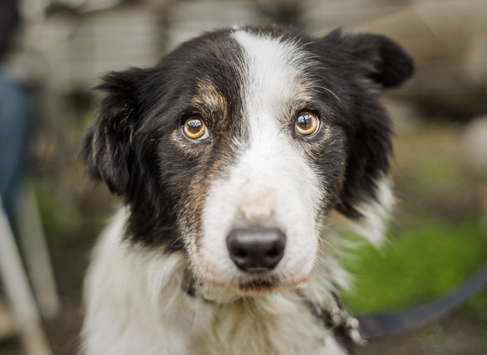 歯を剥いて唸る犬、黒い背景