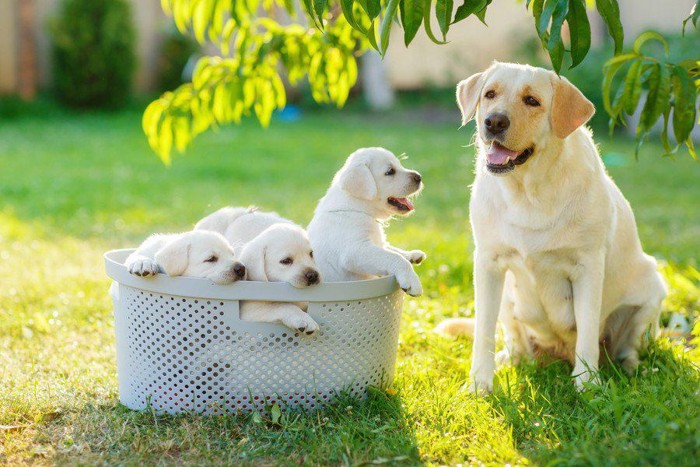 子犬たち