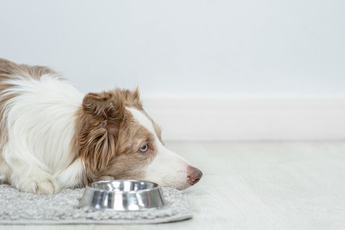 空の食器の横に伏せる犬