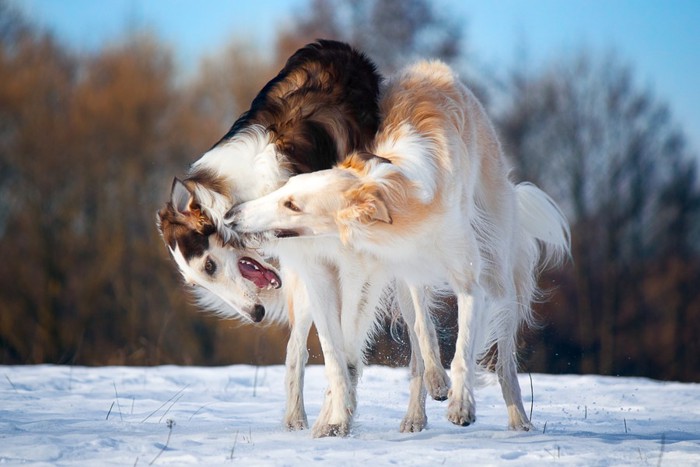 じゃれ合う犬