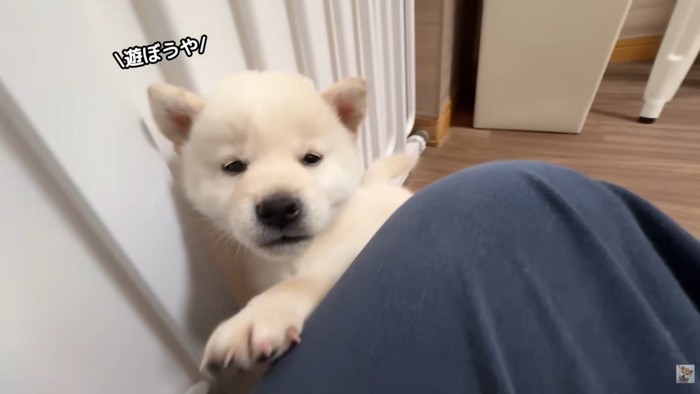 「遊ぼう！」と寄ってきました