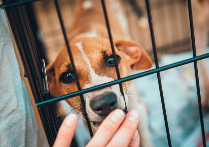 ケージの中の犬に手を差し出す