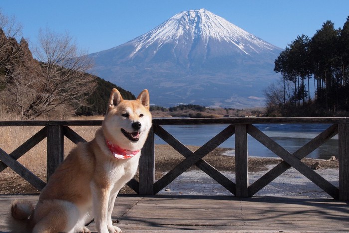 富士山と柴犬